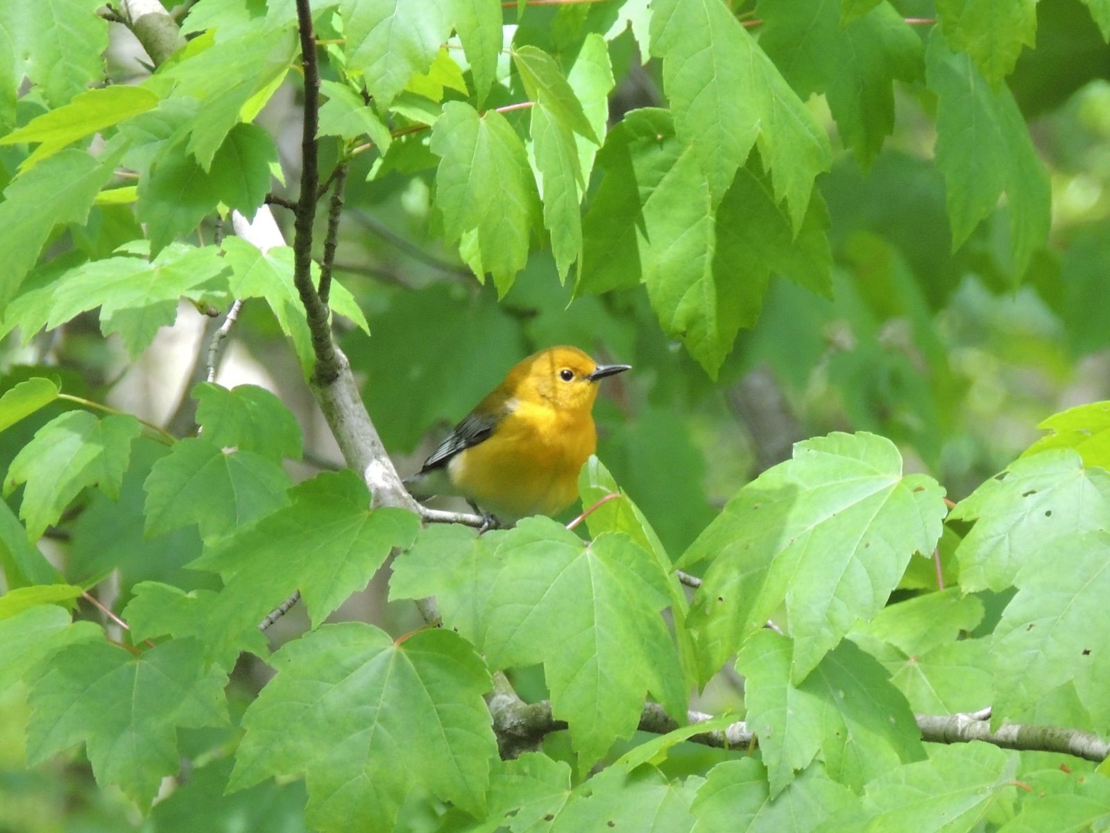 Prothonotary Warbler (photo credit: Scotty Astro)