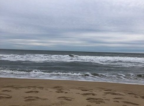 All About Sharks - Free Summer Program