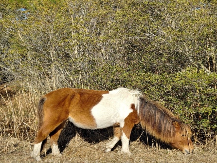 Assateague State Park