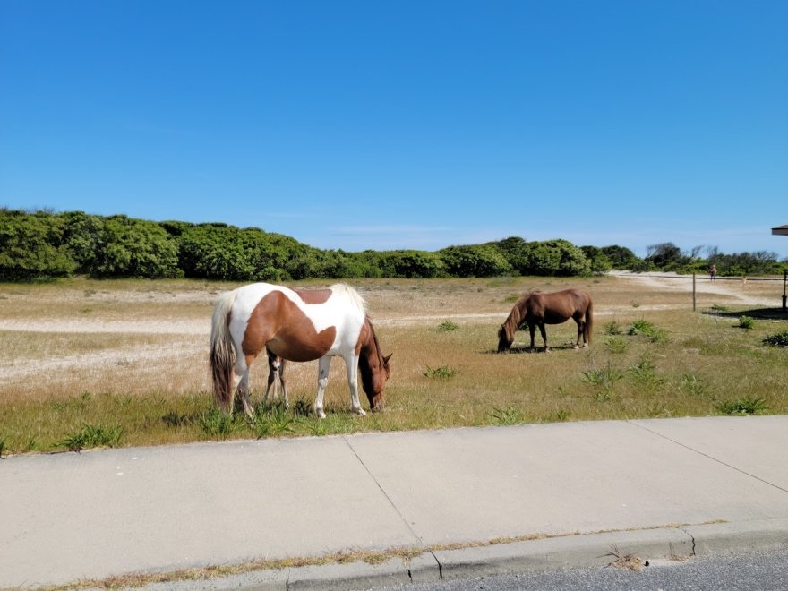 Assateague State Park