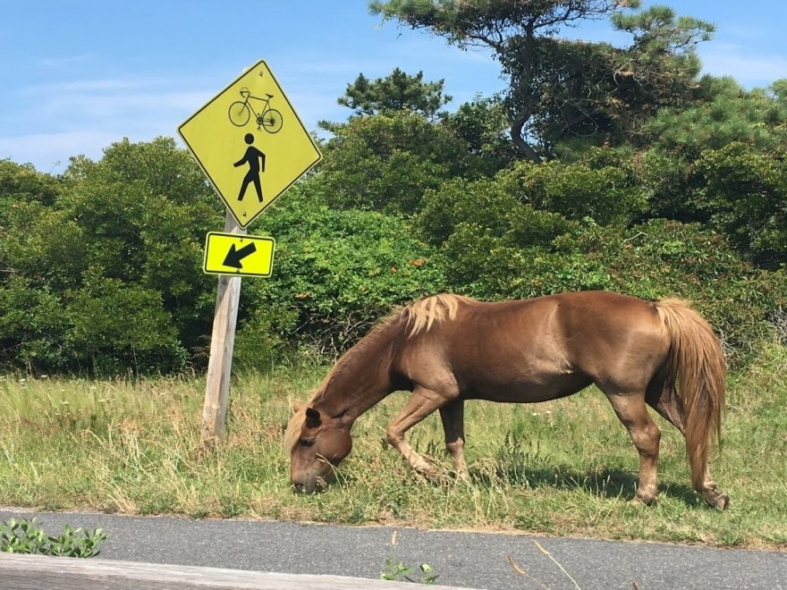 Assateague State Park