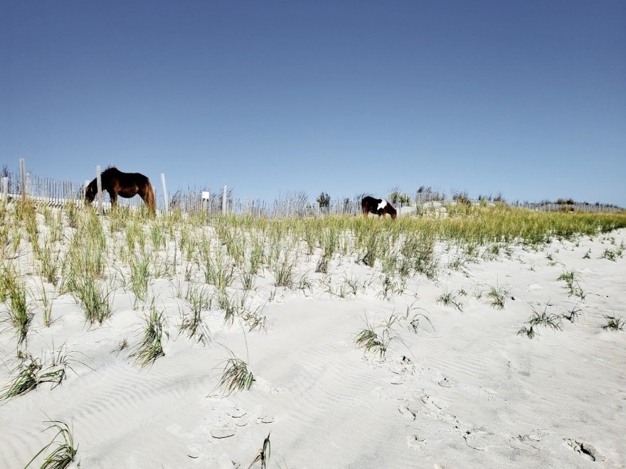 Assateague State Park