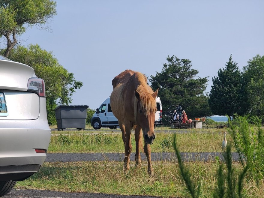 Assateague Island National Seashore - Bayside Drive-in Campground