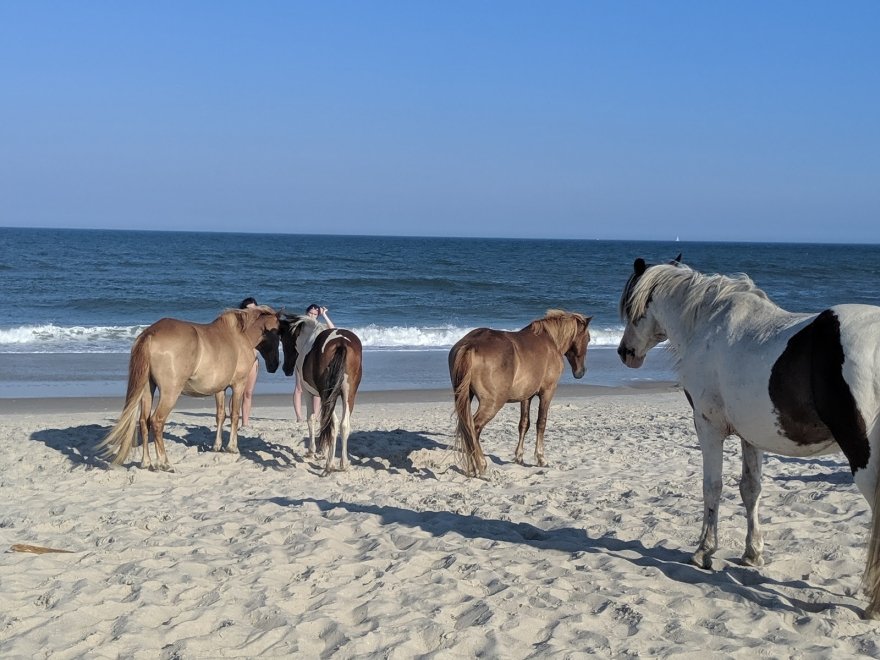 Assateague Island National Seashore - Bayside Drive-in Campground