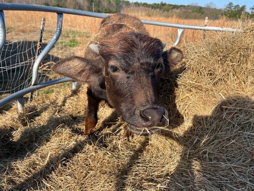 Funny Farm Petting Zoo